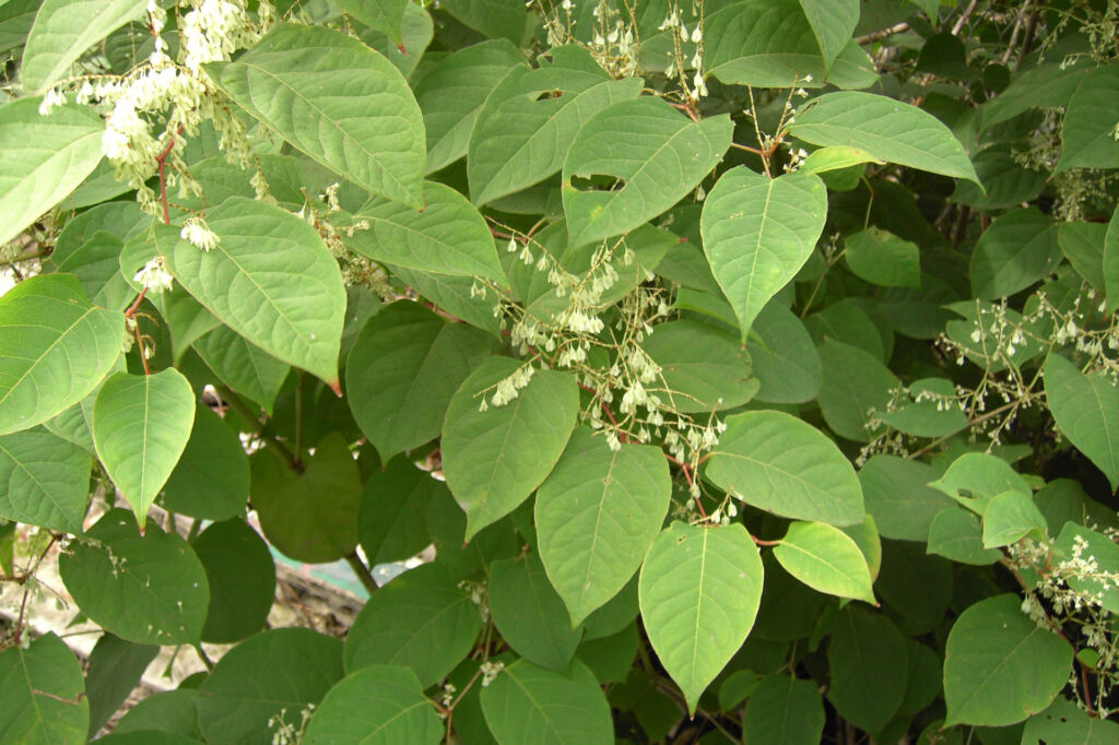 Japanese Knotweed Removal Midlands